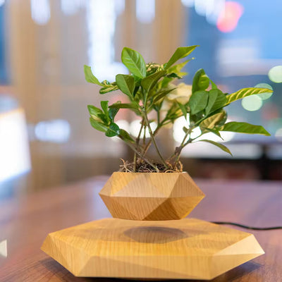 Air Bonsai The Floating Bonsai Levitating Plant Pot